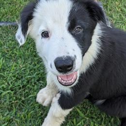 Border Collie Puppies from Water Dog Border Collies