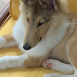 Collie Puppies from Beowulf Rough Collie Stud