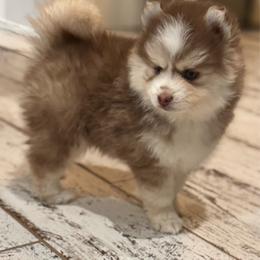 Blarney - Red and white male Pomsky puppy in Gunter, Texas from The Painted Pomsky