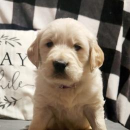 Golden Retriever Puppies from Julie’s Jewels Puppies