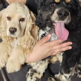 Cockapoos, Cocker Spaniels, Dalmatians, and Poodles from Child's Canine Companions