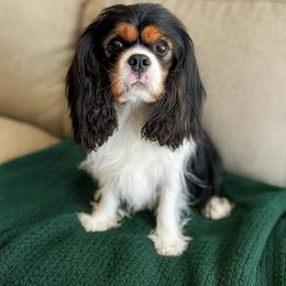 Nellie - Cavalier King Charles Spaniel