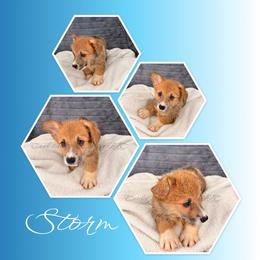 Storm - Red female Pembroke Welsh Corgi puppy in Kiowa, Colorado from Cool Water Corgis LLC