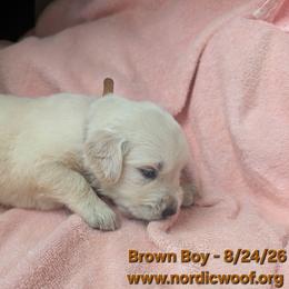Brown Boy - Light golden male Golden Retriever puppy in Peoria, Arizona from Nordic Woof's Golden Retrievers