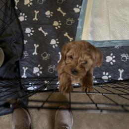 Bernedoodle, Cavapoo, Goldendoodle, Miniature Schnauzer, and Poodle Puppies from Alyssa Xxweetdoodles