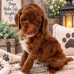 Star - Pink Collar - Red  female Goldendoodle puppy in Huntsville, Alabama from Falcon Ridge Doodles