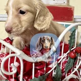 Eddy - Cream male Dachshund puppy in Adamsville, Tennessee from Shiloh Ridge Dachshunds