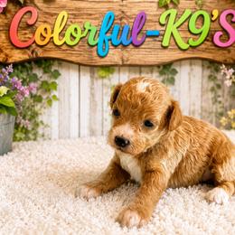 Cavapoo puppies from Colorful-K9'S