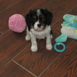 Male 4 - Tri-color male Cavalier King Charles Spaniel puppy in Harvard, Illinois from Lori's Cavalier King Charles Spaniels & Dachshunds