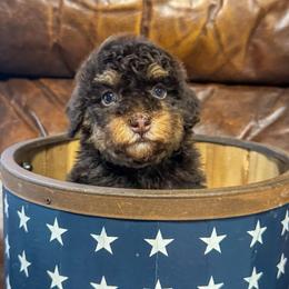 Rice Krispies - Phantom female Bernedoodle puppy in Rose Hill, North Carolina from Red Door Canines