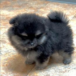 Roosevelt - Black and tan male Pomeranian puppy in Burton, Michigan from Ranger's Pomeranians