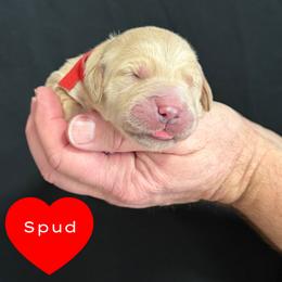 Spud (Red) - Golden male Golden Retriever puppy in Cadillac, Michigan from K & M Golden Retrievers