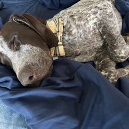 Charlie - German Shorthaired Pointer puppy from GSP Pointer Family