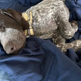 Charlie - German Shorthaired Pointer puppy from GSP Pointer Family