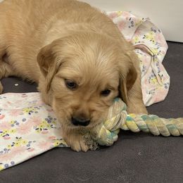 Golden Retriever Puppies from Upper Park Goldens