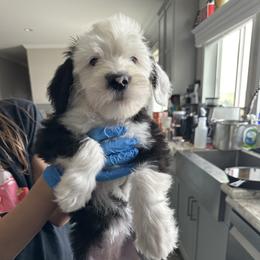 Miss Ma'am - Black and white female Sheepadoodle puppy in Colorado Springs, Colorado from Kings Doodles