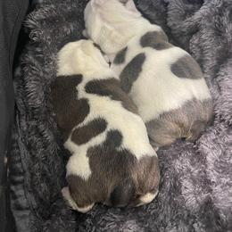 Bulldog puppies from Burrell’s Bulldog Kingdom