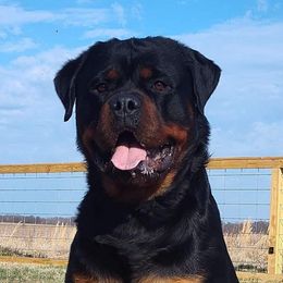 Outlaw - Rottweiler