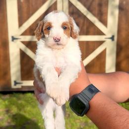 Clover - Red female Bernedoodle puppy in Greenville, Texas from Doodles of Promise
