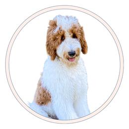 Magnolia - Goldendoodle