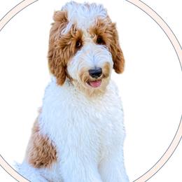 Magnolia - Goldendoodle