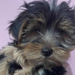 Yorkshire Terriers from Braulis' Yorkies