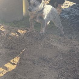 Brew - Blue speckled male Australian Cattle Dog puppy in Mena, Arkansas from Red Desert Australian Cattle Dogs