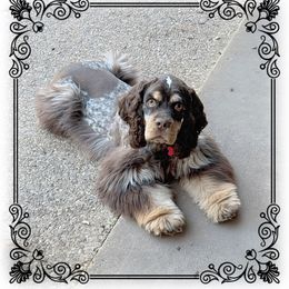 Indi - Cocker Spaniel