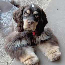 Indi - Cocker Spaniel