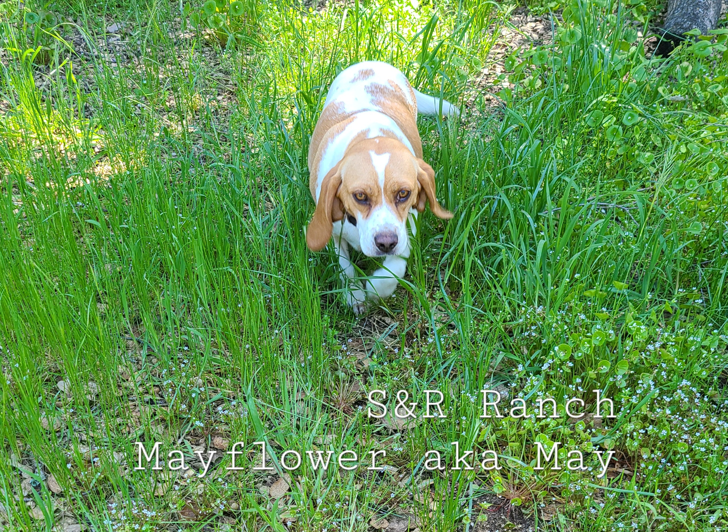 May - Beagle