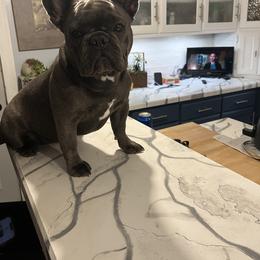French Bulldog Puppies from The Frenchie Ravine Connection LLC