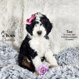Bernedoodle Puppies from A Star is Born Doodles