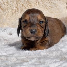 Atlas - Red male Dachshund puppy in Fredricktown, Missouri from Ivy Cream Dachshunds