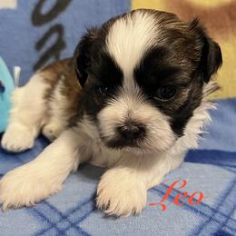 Leo - Gold and white male Shih Tzu puppy in Hemet, California from Aloha Shih Tzu