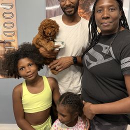 Goldendoodle Puppies from Labradoodleday