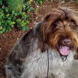 Wirehaired Pointing Griffons from Liberty Griffons