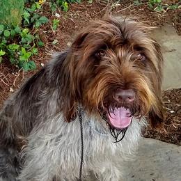 Wirehaired Pointing Griffons from Liberty Griffons