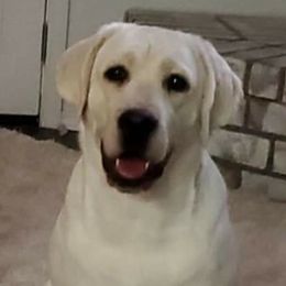 Macie - Labrador Retriever