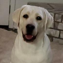 Macie - Labrador Retriever