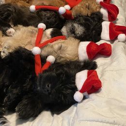 Schnoodle Puppies from Noodle Tings Puppies
