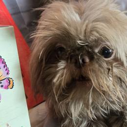 Whiskey - Shih Tzu