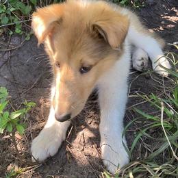 Rebecca - Sable merle and white female Collie puppy in Yulee, Florida from Three Collie Farm