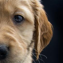 Golden Retriever Puppies from Stormy Hill Golden Retrievers
