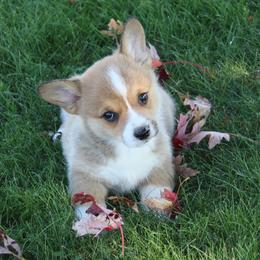 Pecan - Sable male Pembroke Welsh Corgi puppy in Greentop, Missouri from Sevits Corgis & Golden Retrievers