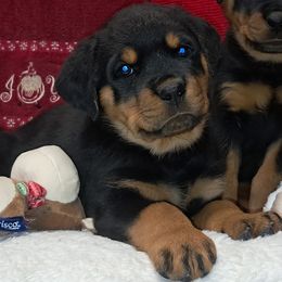 Boy 4 - Black and mahogany male Rottweiler puppy in De Witt, Iowa from Irish Eyes Kennels