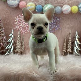 Frost - Cream male French Bulldog puppy in Tulsa, Oklahoma from EvergreenEliteKennel