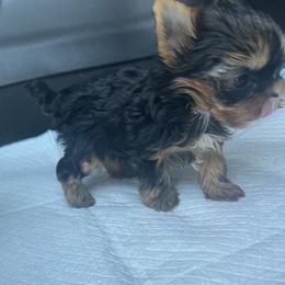 Yorkshire Terrier Puppies from Heaven_sent_toy_yorkies