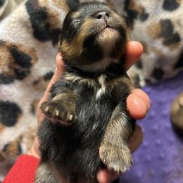 Coconut - Black and tan male Pomeranian puppy in Zavalla, Texas from Precious Puff Poms