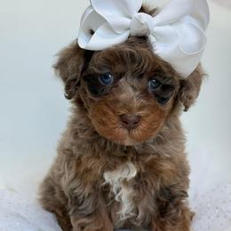 Girl 1 - Merle female Goldendoodle puppy in Lewisville, Texas from Texas Goldendoodle Lovers