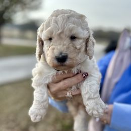 Green Boy - Cream male Goldendoodle puppy in Mc Kinney, Texas from Safari Doodles
